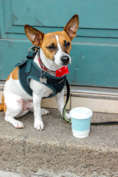 Wilko’s Top Dog Friendly Spots