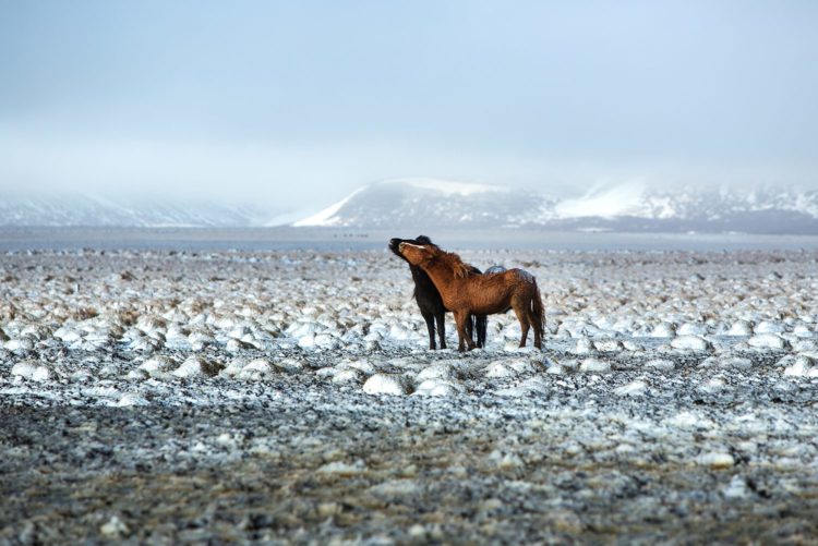 Two Icelandic horses in snowy winter landscape